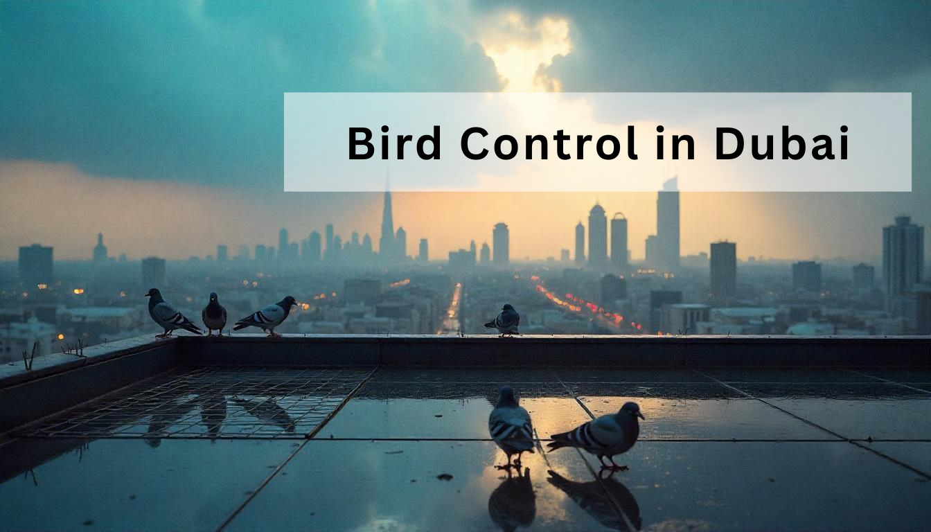 Expert Bird Control in Dubai & Sharjah | Al Mandhar Pest Solutions